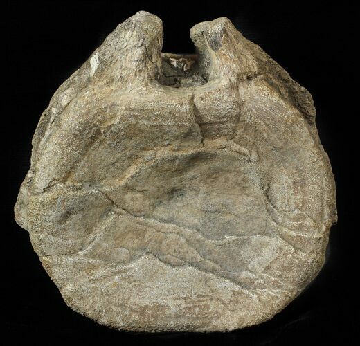 Plesiosaur (Colymbosaurus) Vertebrae - England #62702